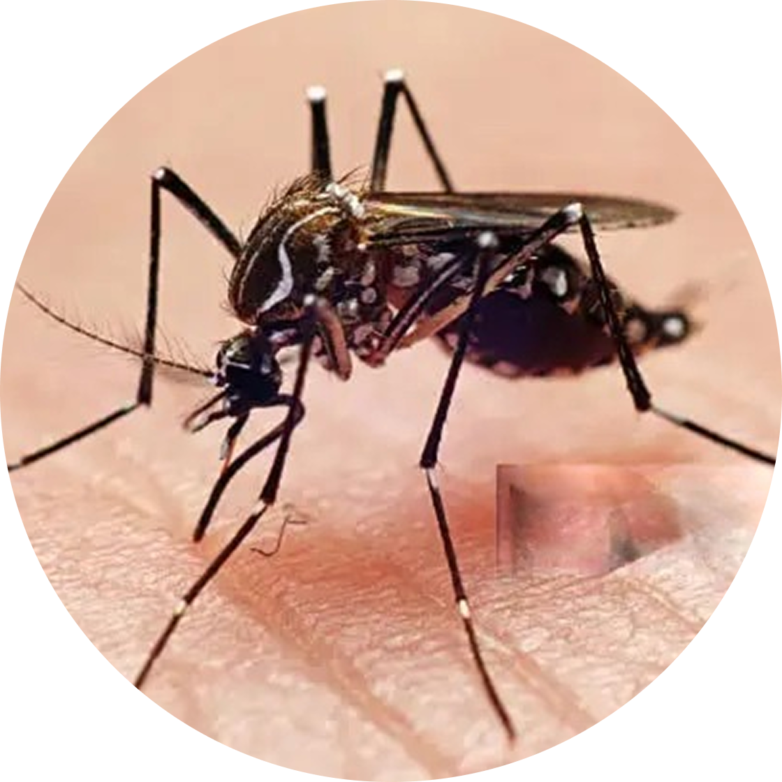 Ayush Vedica Product